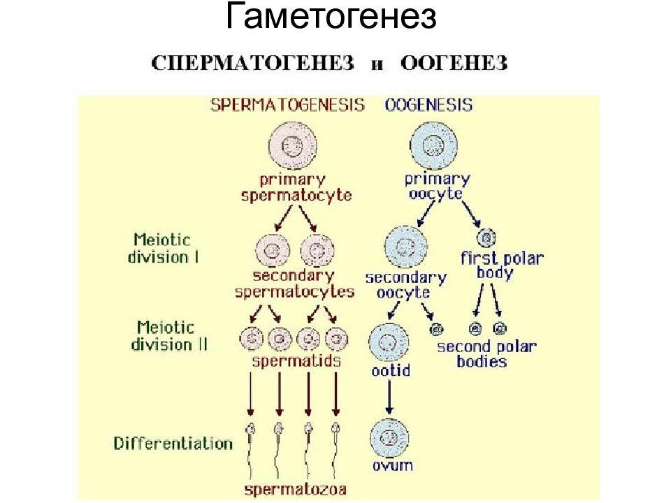 При гаметогенезе клетки делятся