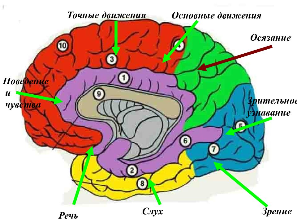 Височная затылочная теменная