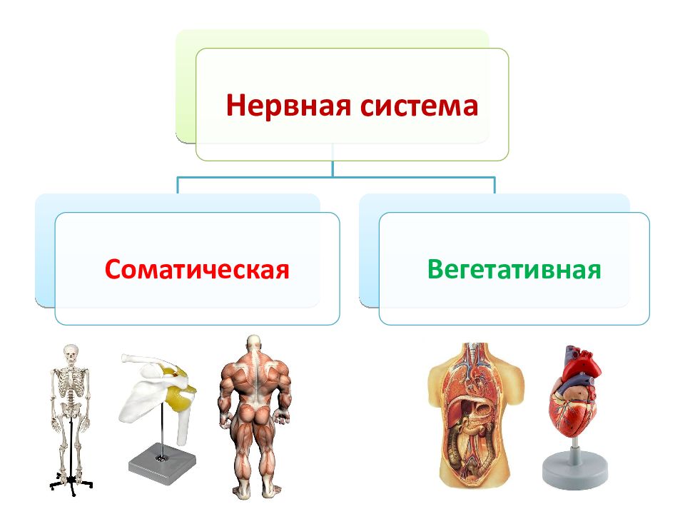 Соматическая система. Соматическая и вегетативная нервная система. Соматическая нервная система. Нервная система человека вегетативная и соматическая. Соматический 2) вегетативный.