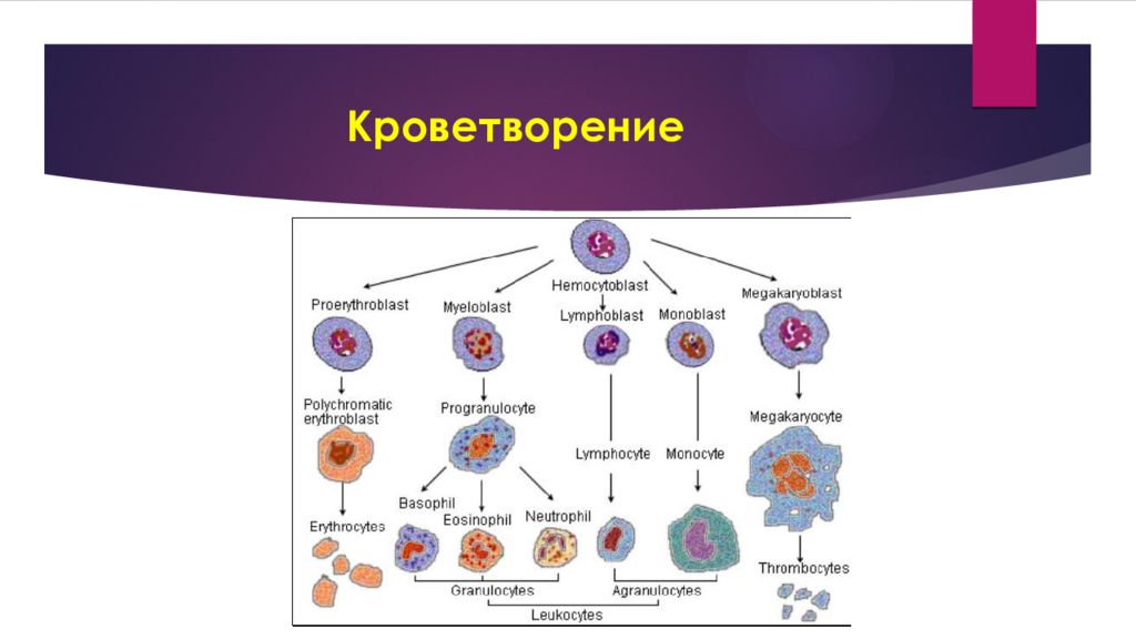 Органы гемопоэза