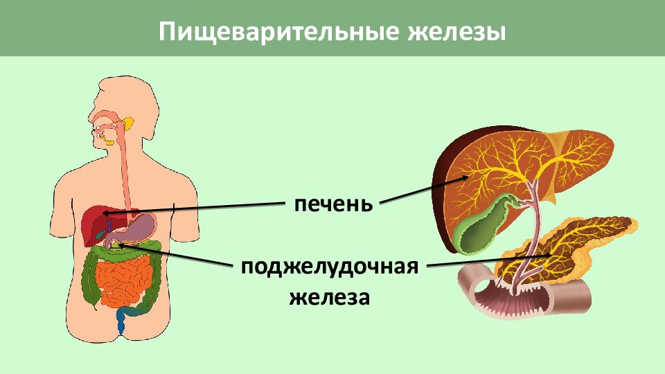 Рисунок пищеварительные железы