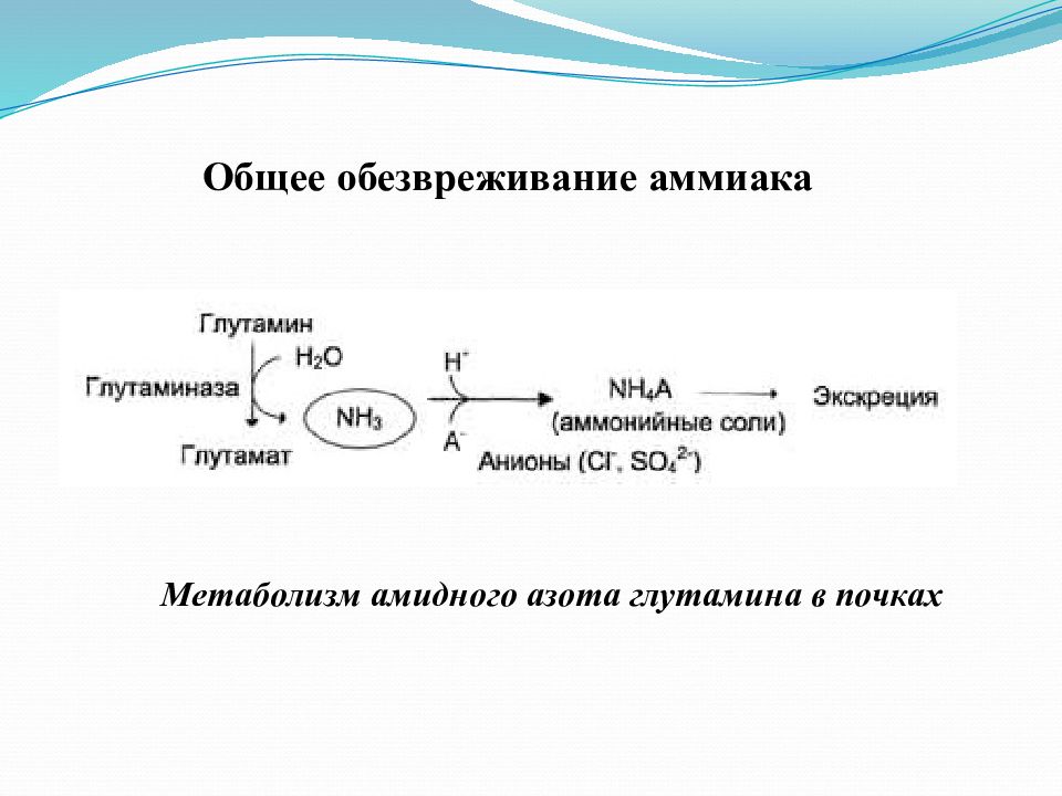 Напишите в виде схемы путь аммиака из нервной ткани к почкам