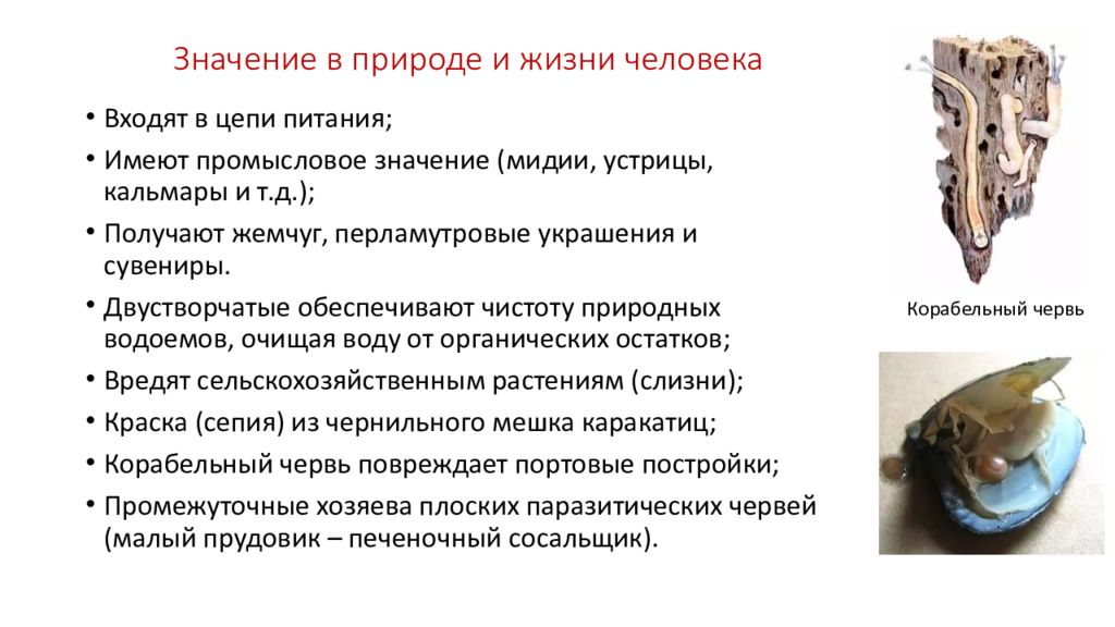 Значение моллюсков в природе и жизни человека