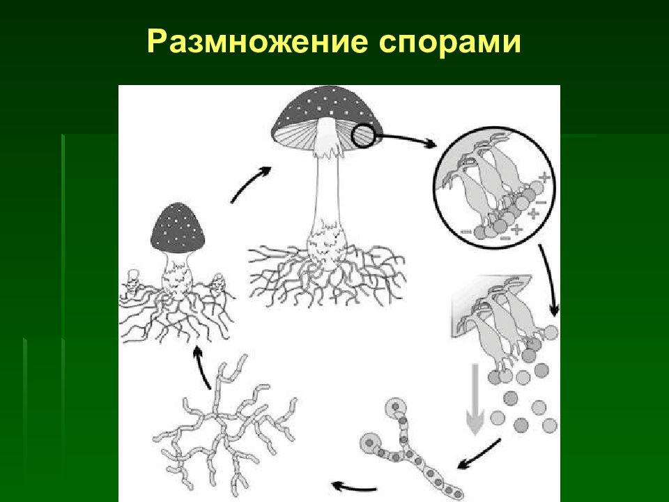 Размножение шляпочных грибов схема