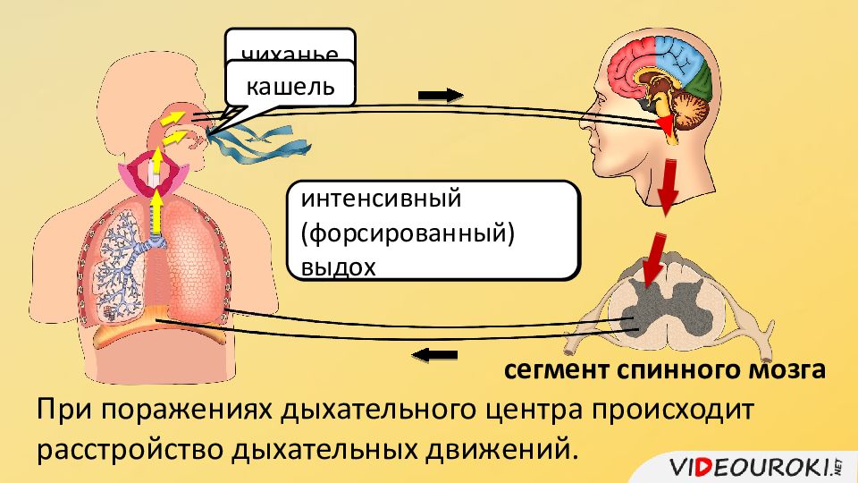 Рефлекс чихания схема