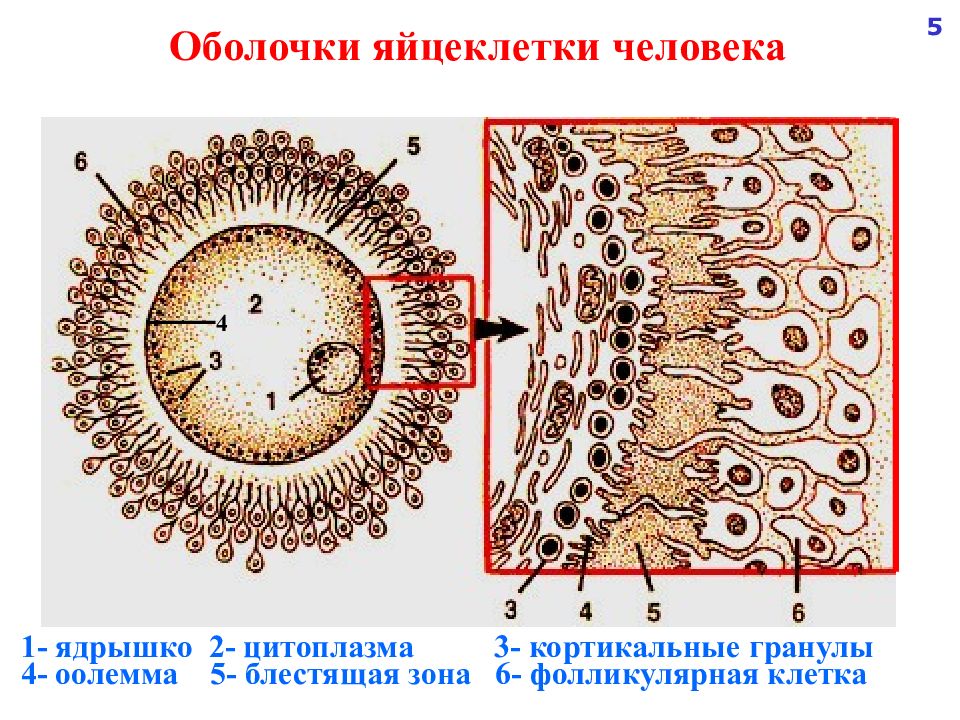 Оболочка созданная человеком. Кортикальные гранулы яйцеклетки. Яйцеклетка оболочка фолликулярные клетки. Желточная оболочка яйцеклетки. Миелиновая оболочка яйцеклетки.