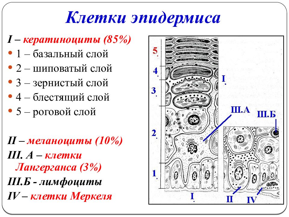 Кератиноциты. Клетки эпидермиса кератиноциты. Кератиноциты гистология. Клеточный состав эпидермиса кожи. Клеточный состав эпидермиса схема.