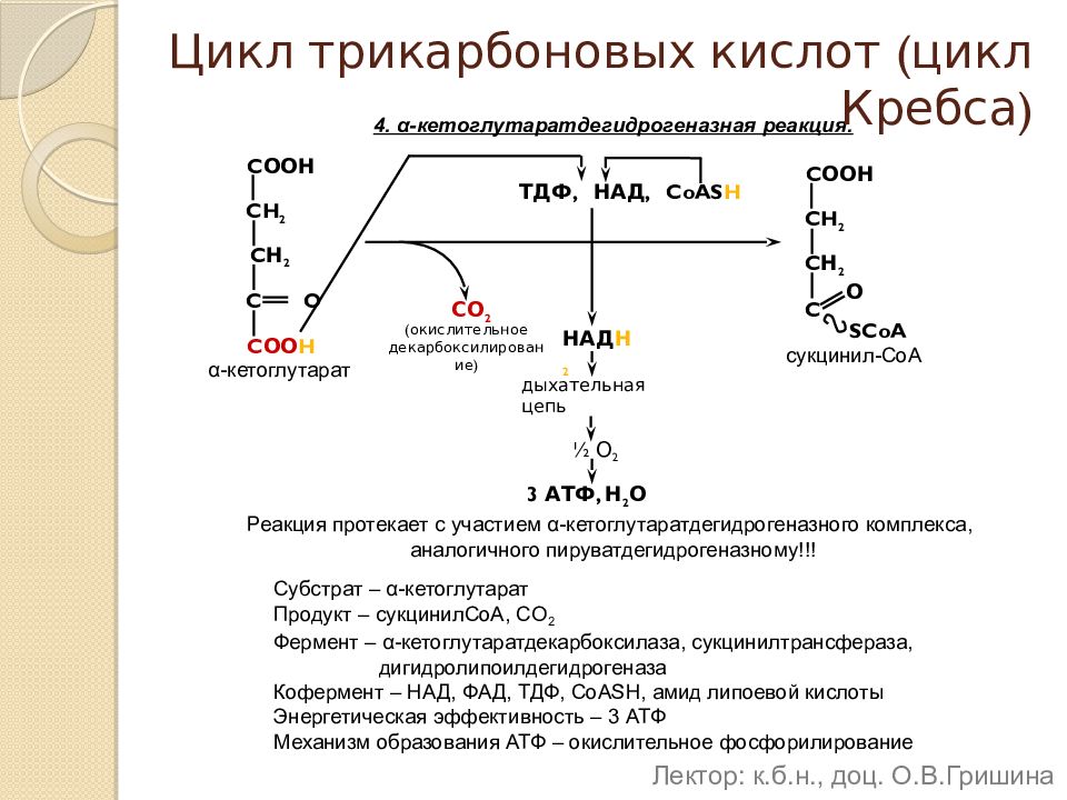 Активаторы ферментов цикла трикарбоновых кислот. Ингибиторы цикла трикарбоновых кислот. Цикл трикарбоновой кислоты. Энергетика ЦТК. 3 реакция цикла кребса