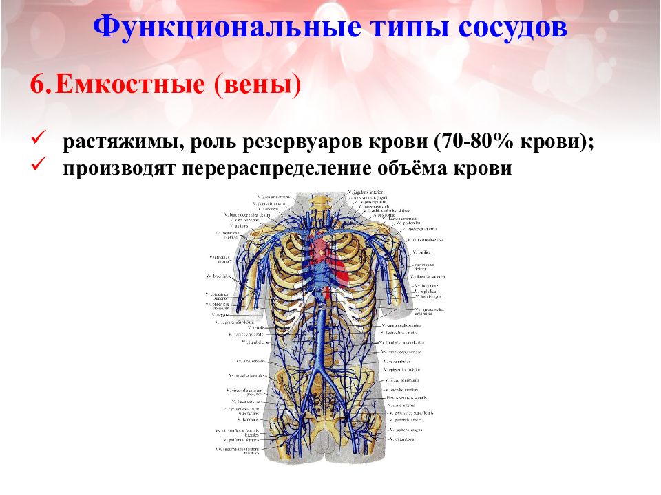 Емкостные сосуды строение. Функциональные типы сосудов. Функциональные типы сосудов физиология. Емкостные сосуды физиология.