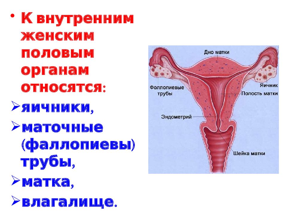 Женская внутренняя половая система. К внутренним женским органам относится. К внутренним половым органам относятся. Внутренние женские половые органы. Строение женских.половых органов.