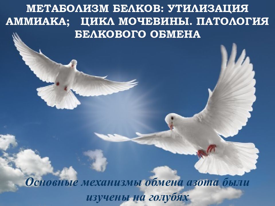МЕТАБОЛИЗМ БЕЛКОВ : УТИЛИЗАЦИЯ АММИАКА ; ЦИКЛ МОЧЕВИНЫ Основные механизмы