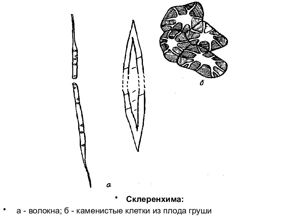 Склеренхима. Склеренхима волокна и склереиды. Каменистые клетки плода груши. Строение склеренхимных волокон. Склеренхима груши.