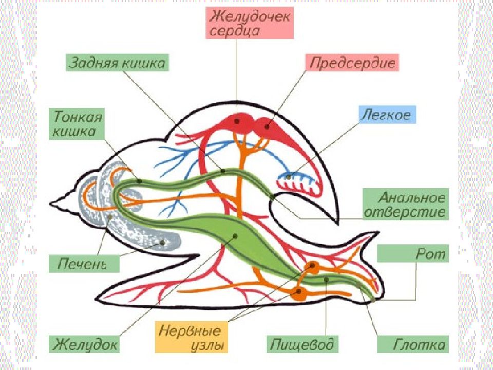 Кровеносный моллюск. Схема систем органов моллюска. Пищеварительная система брюхоногих моллюсков схема. Пищеварительная система двустворчатых. Пищеварительная система брюхоногих моллюсков рисунок.