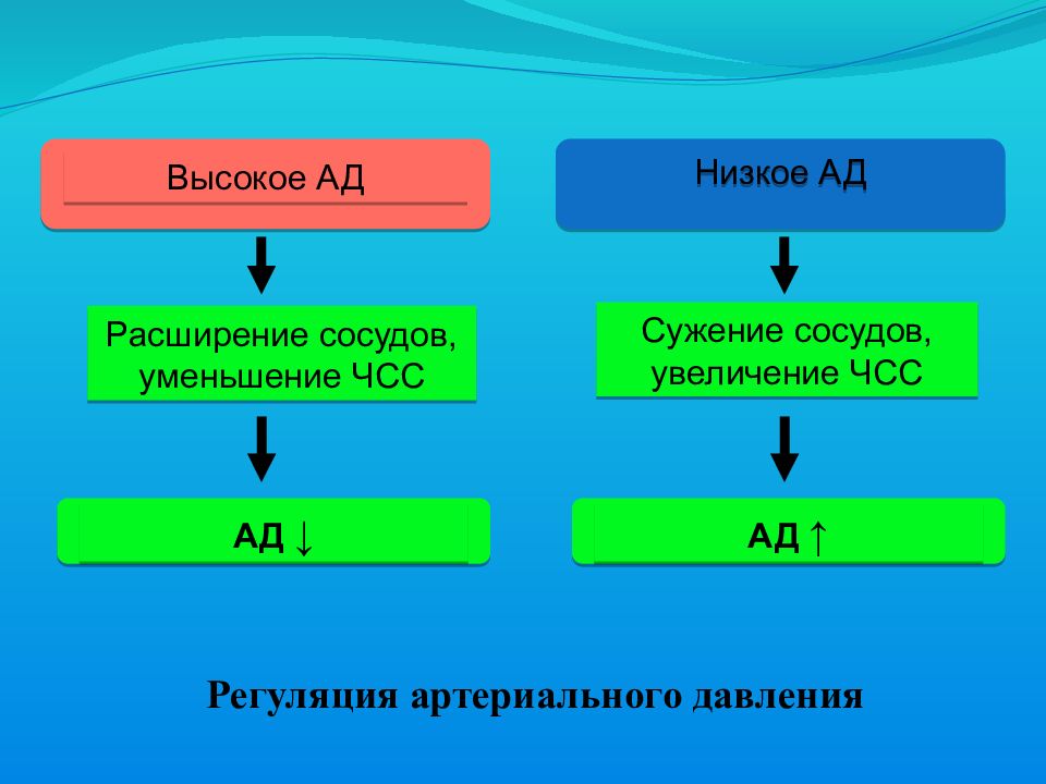 В жару сосуды расширяются или сужаются. Нервно гуморальная регуляция кровообращения. Регуляция кровотока в капиллярах. При высоком давлении сосуды расширяются или сужаются. При повышении ад сосуды сужаются или расширяются.