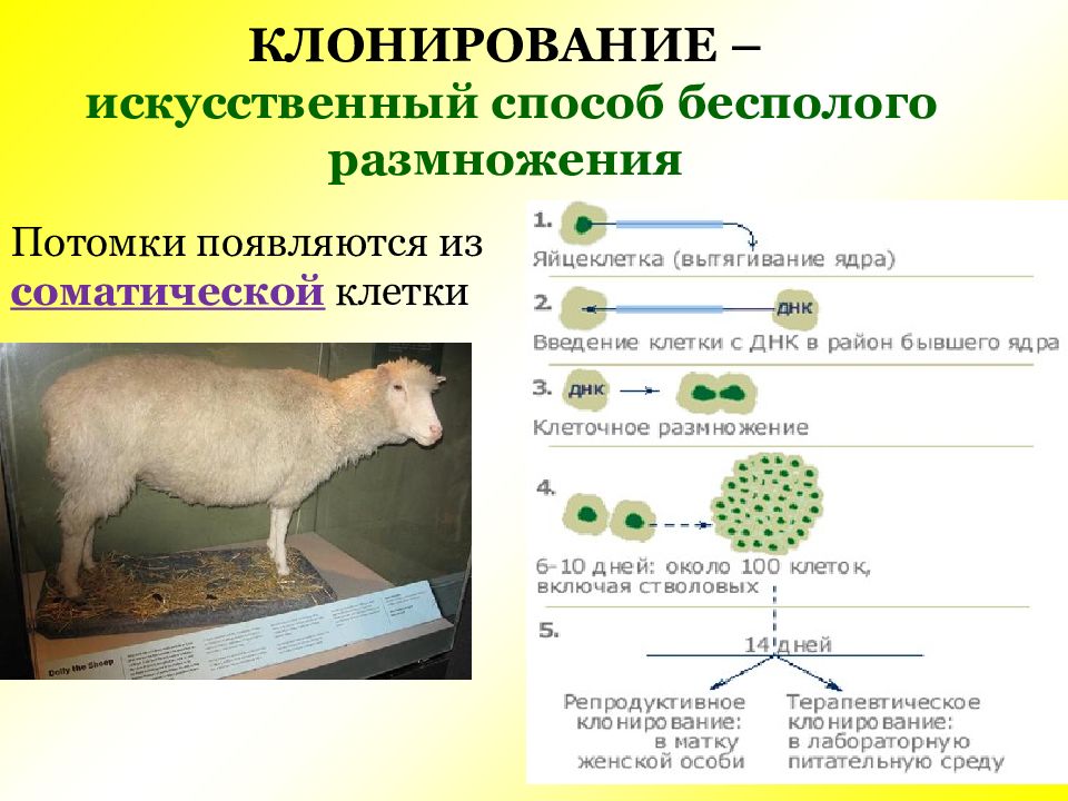 Клонирование картинки для презентации