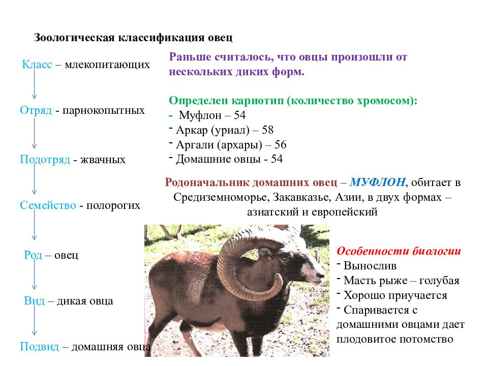 Рассмотрите изображение барана муфлона выберите характеристики соответствующие внешнему строению