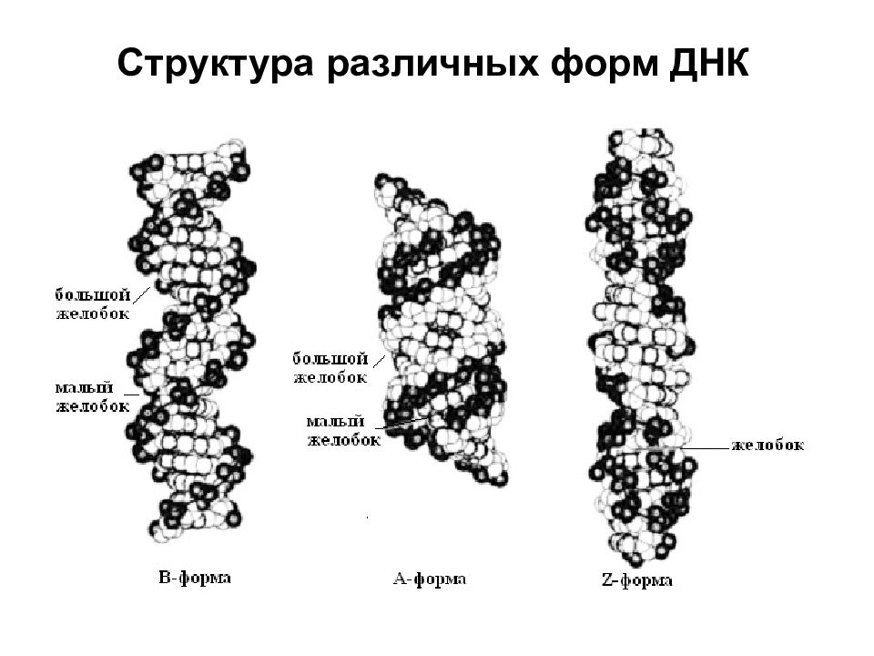 Форма днк. Открытие двойной спирали ДНК кратко. Z форма ДНК. B форма ДНК. ДНК структурная форма.