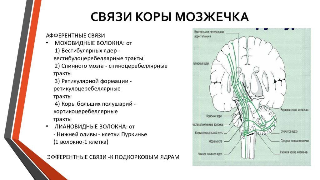 Связи проводящая. Взаимодействие мозжечка и коры большого мозга. Связи коры и ядер мозжечка. Мозжечок связь с отделами головного мозга. Ядра и функции\ мозжечка схема.