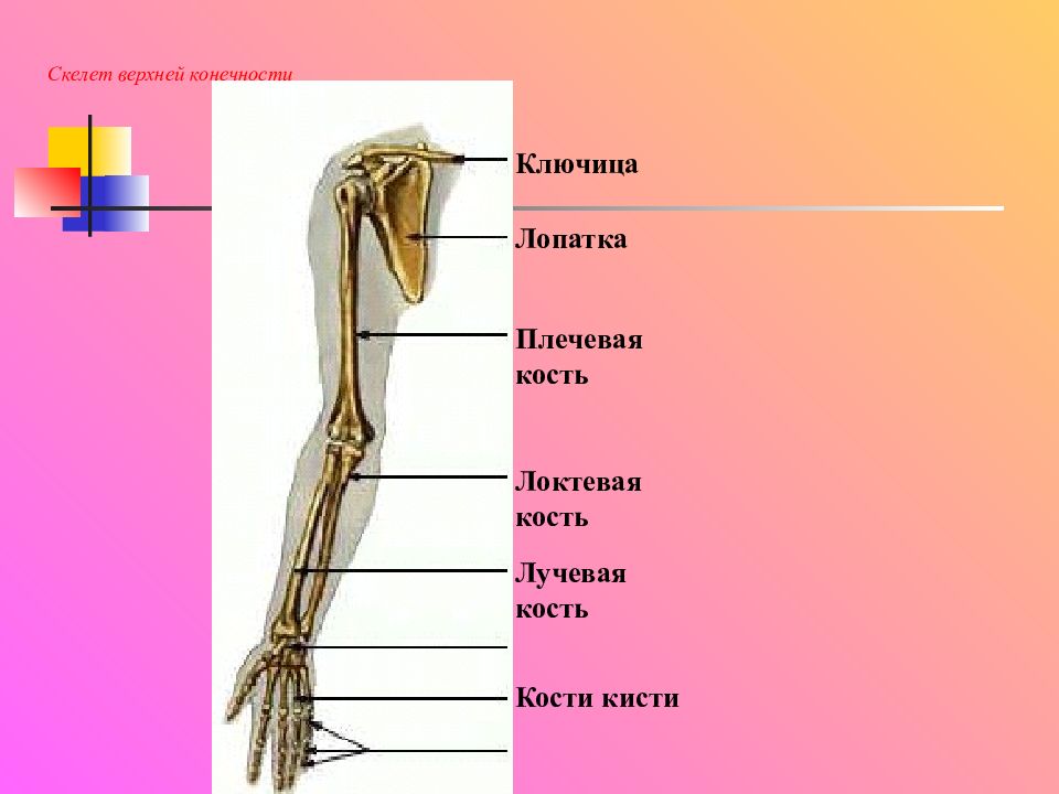 скелет конечностей 8 класс презентация. скелет верхней конечности. скелет нижней конечности человека. скелет свободной верхней конечности плечевая кость. скелет конечностей 8 класс презентация.