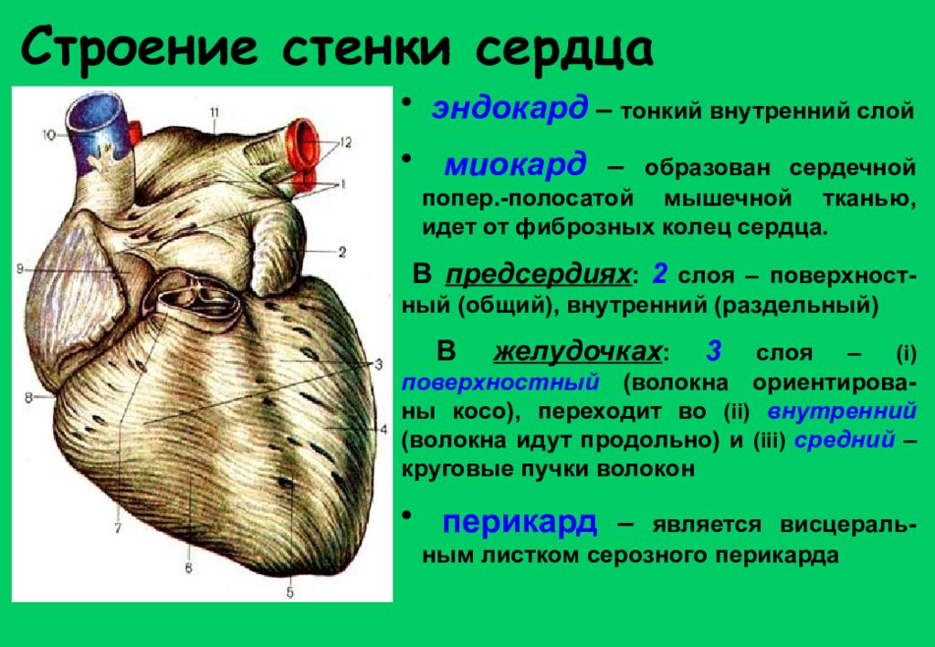 Сердечная стенка образована какой тканью. Строение слоев миокарда. Схема слоев миокарда предсердий и желудочков сердца. Строение сердечной мышцы миокарда. Строение стенки сердца.