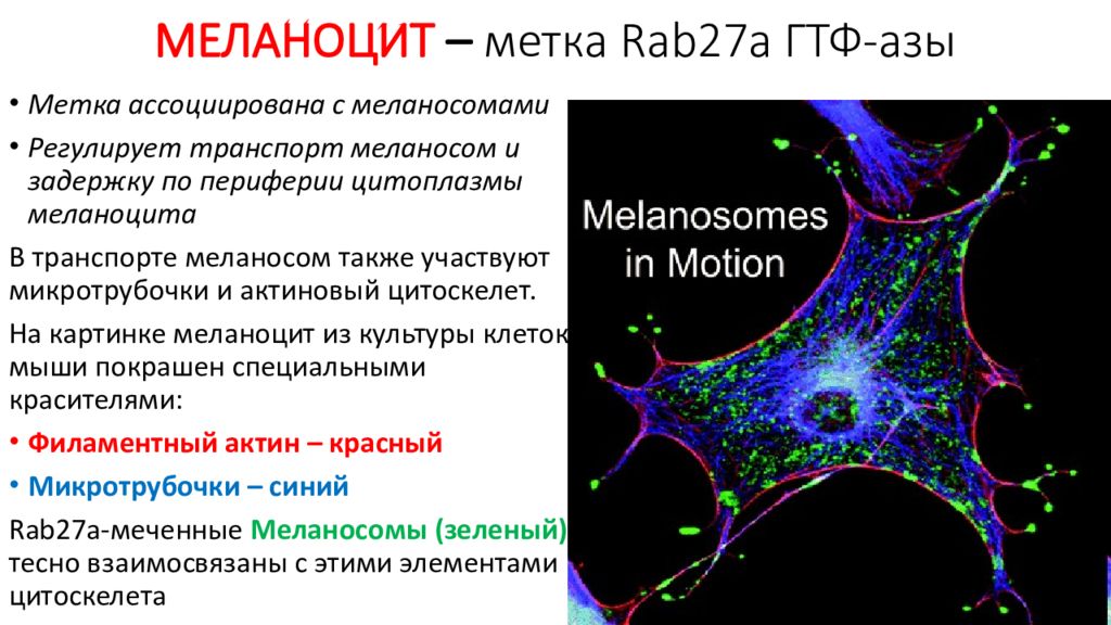 Какая функция меланина