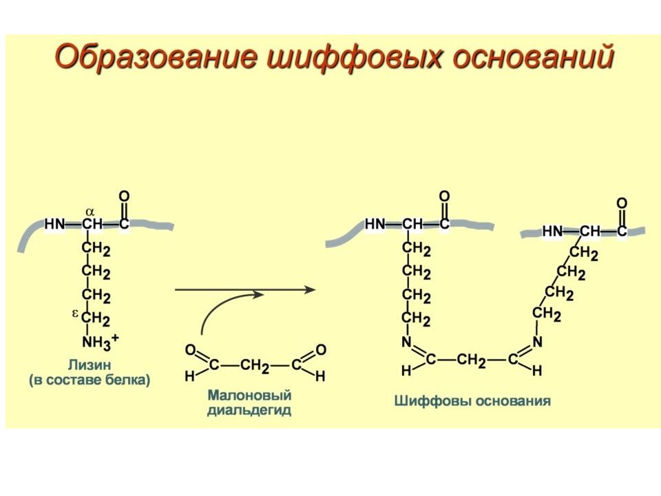 Образование оснований. Получите основание Шиффа из лизина.. Шиффово основание биохимия. Образование шиффовых оснований. Реакция образования шиффовых оснований.