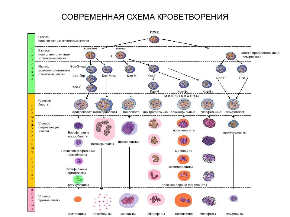 Развитие клеток крови схема