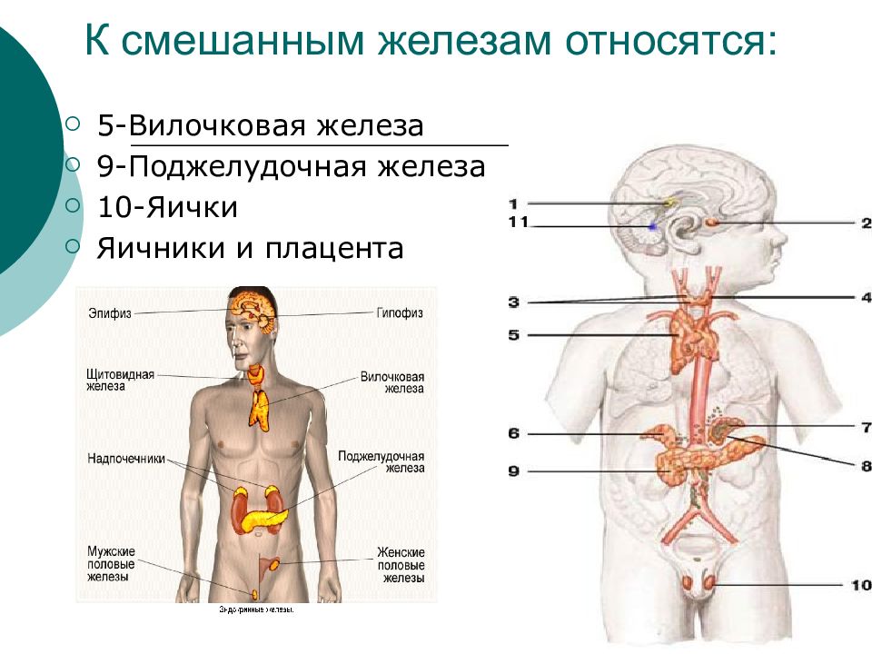 Железы относятся к железам