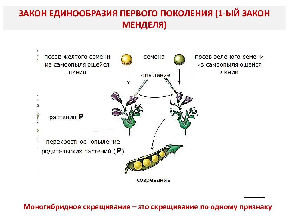 Наследственность схема биология