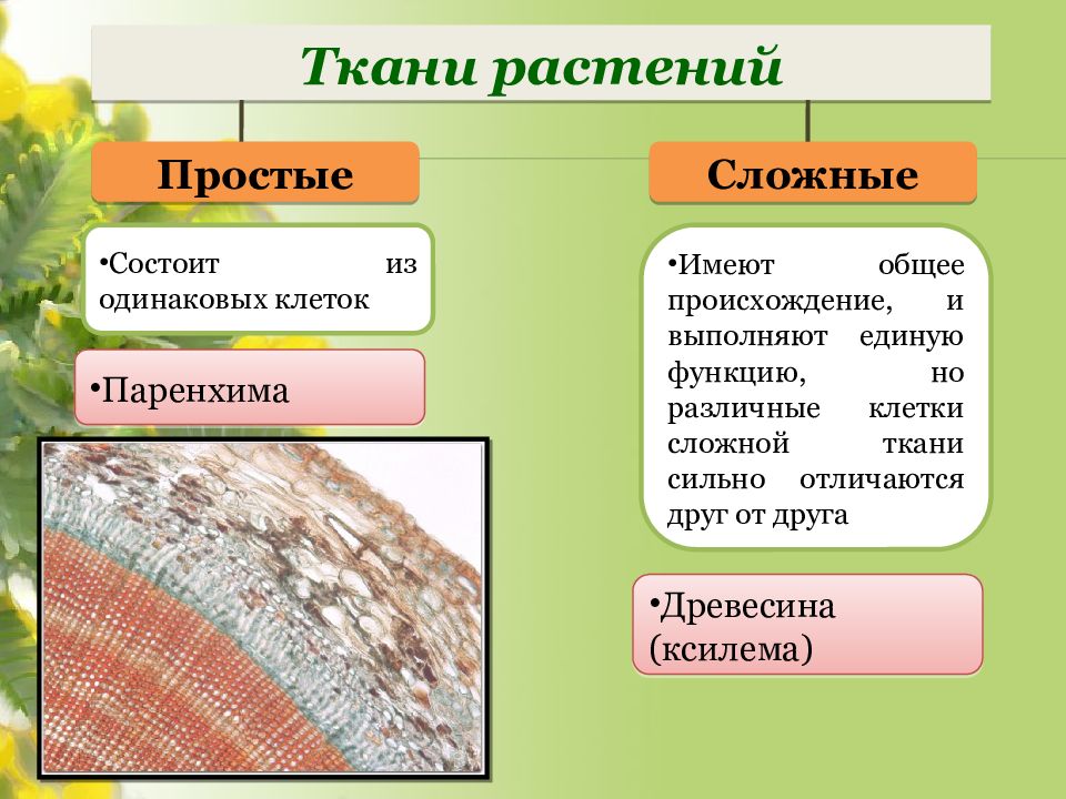 К какому классу относится растение ткань которого показана на рисунке