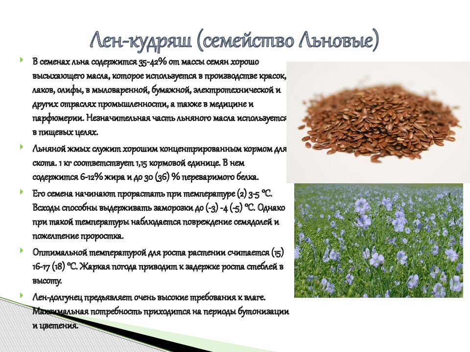 Лен-кудряш (семейство Льновые)