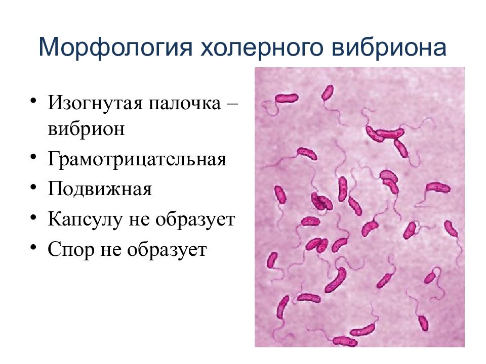 Возбудитель холеры микробиология презентация