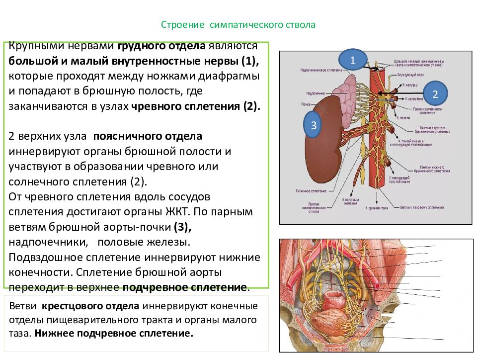 Какие функции регулирует симпатический