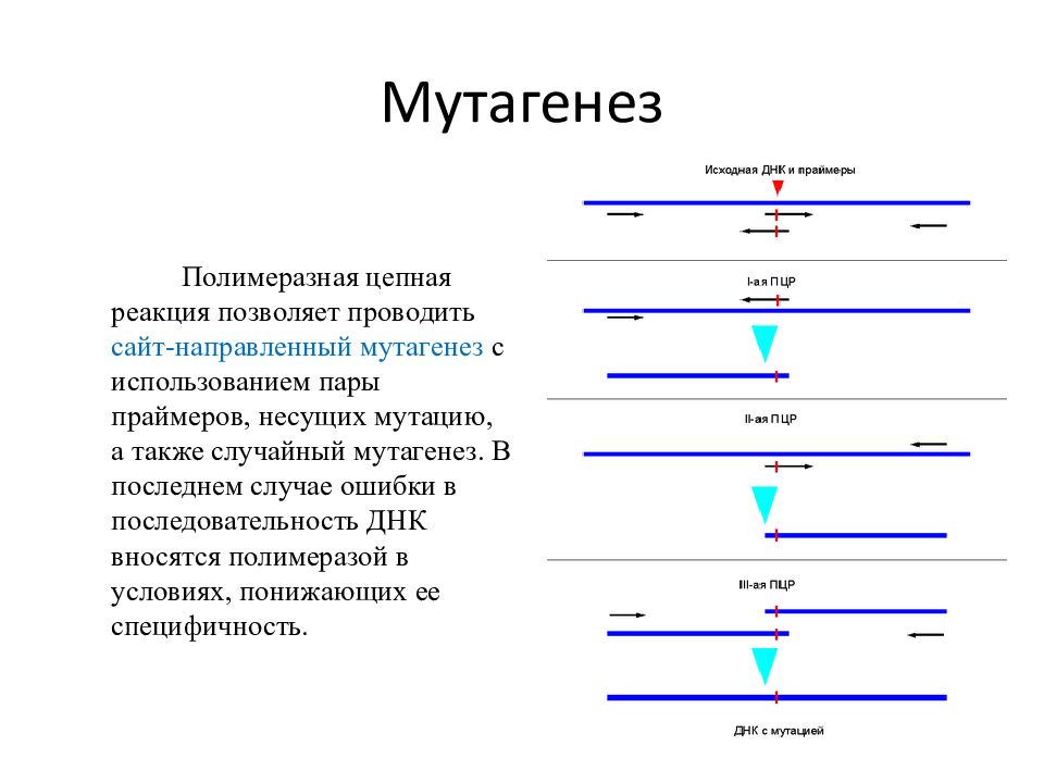 Пцр брянск