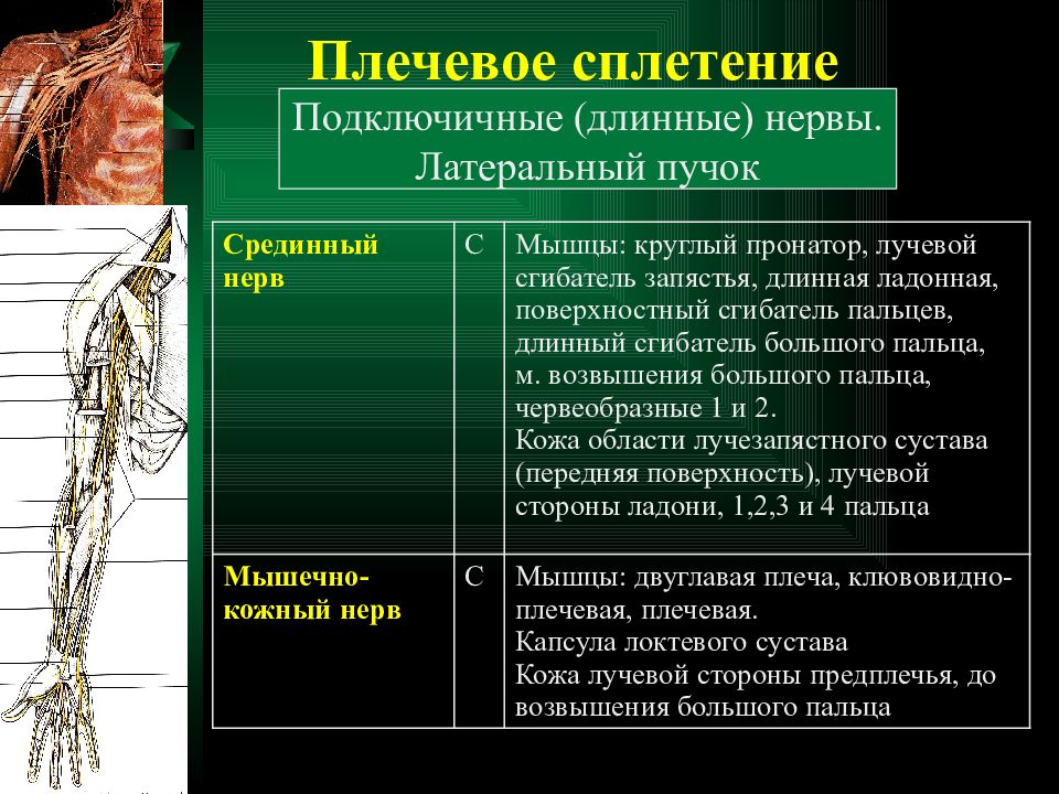 Плечевое сплетение презентация