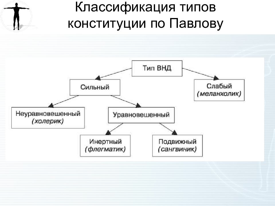 Конституционные классификация. Классификация конституциональных типов по Павлову. Классификация типов Конституции человека по Павлову. Классификация Конституции человека патофизиология. Конституция по Павлову у животных.