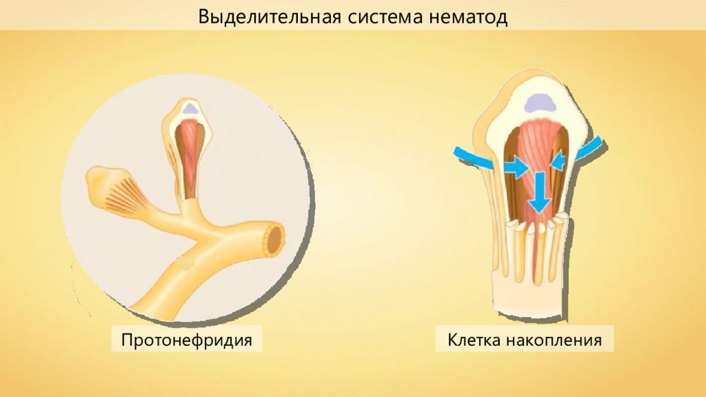 Круглые черви выделительная система. Выделительная система нематод. Выделительная система нематод схема. Органы выделения нематод. Выделительная система немато.