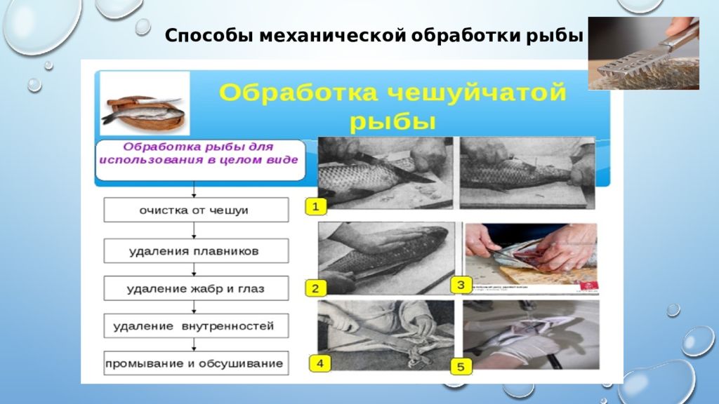 Методы обработки рыбы. Обработка рыбы. Механическая обработка рыбы. Тепловая обработка рыбы.