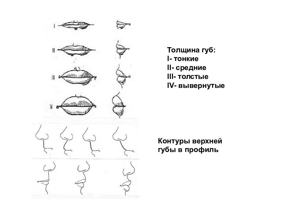 Описание губ. Описание губ человека криминалистика. Высота верхней губы криминалистика. Толщина губ криминалистика. Строение губ человека криминалистика.