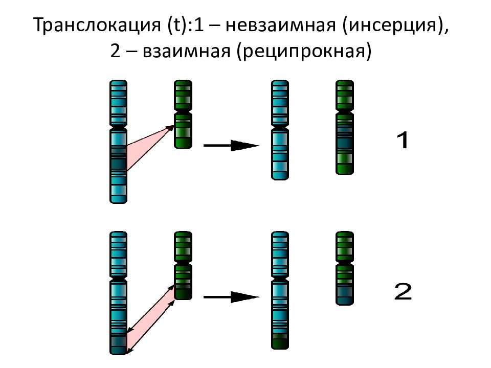 Что такое транслокация. Транслокация кариотип. Реципрокная транслокация. Реципрокная транслокация хромосом. Транслокация заболевания.
