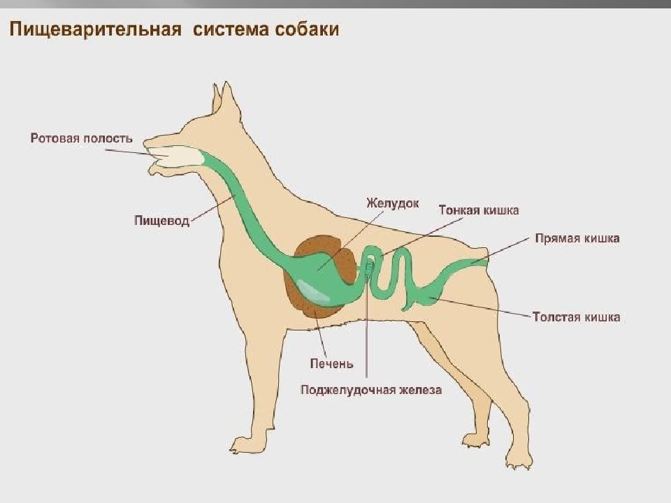 На рисунках 1 и 2 изображено строение пищеварительной системы у собаки и коровы