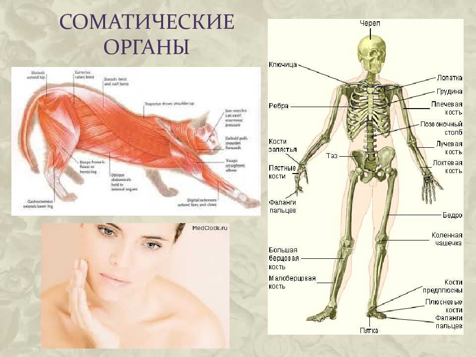 Органы мск. Соматические органы.