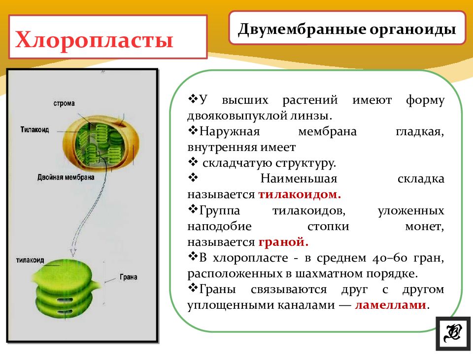 Презентация мембранные органоиды клетки