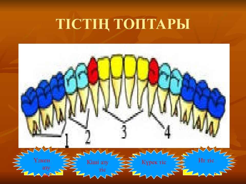 Тіс пастасы презентация