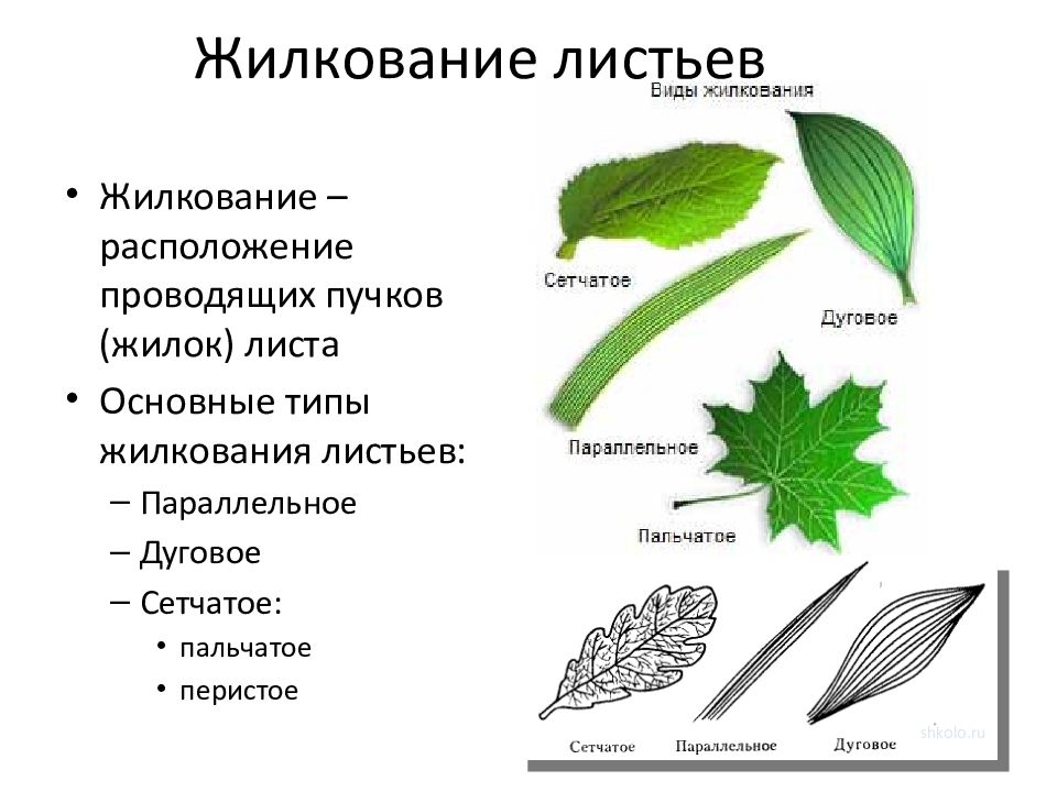 Жилкование сетчатое или дуговое. Типы жилкования листа растения. Типы жилкования листьев рисунок. Типы жилкования листьев схема. Пальчатое строение листьев.
