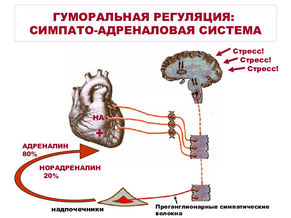 Гуморальная регуляция картинки