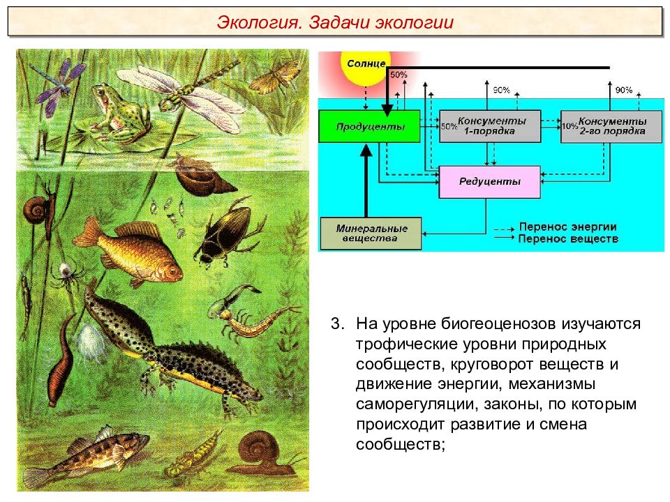 Экологические факторы биогеоценоз. Экологические факторы задания. Задачи на трофические уровни. Трофические уровни задачи по биологии.