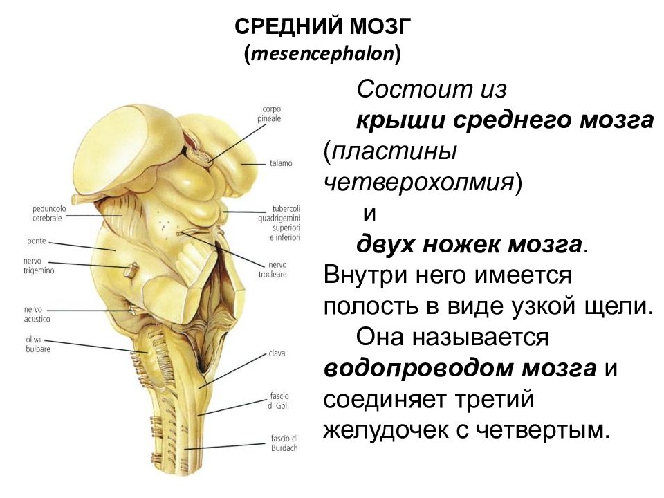 Средний мозг картинка