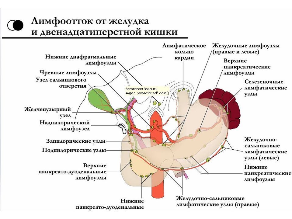 Анатомия двенадцатиперстной кишки схема