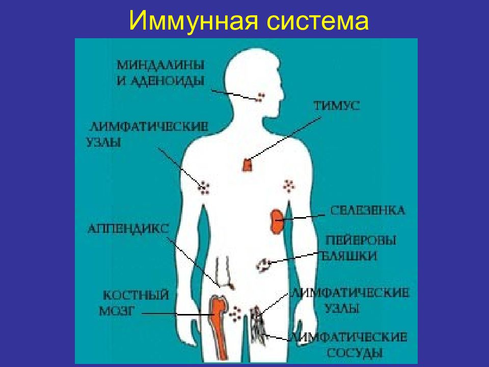 Иммунная система человека какие органы. К органам иммунной системы относятся. Органы иммунной системы человека рисунок. Первичные органы иммунной системы. Главные клетки и органы иммунной системы.